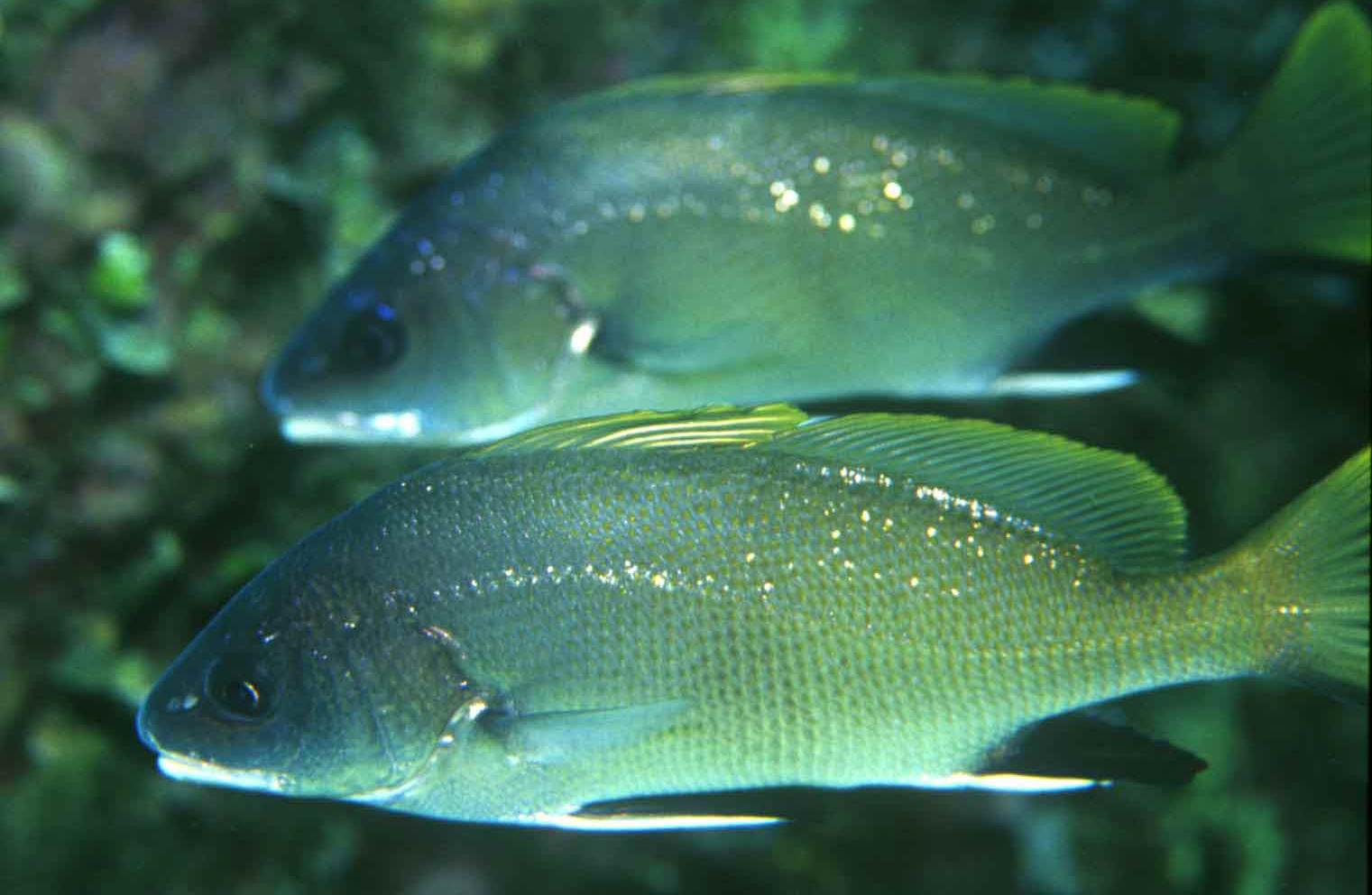 Corvina Isole Tremiti