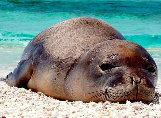 Foca Monaca Isole Tremiti