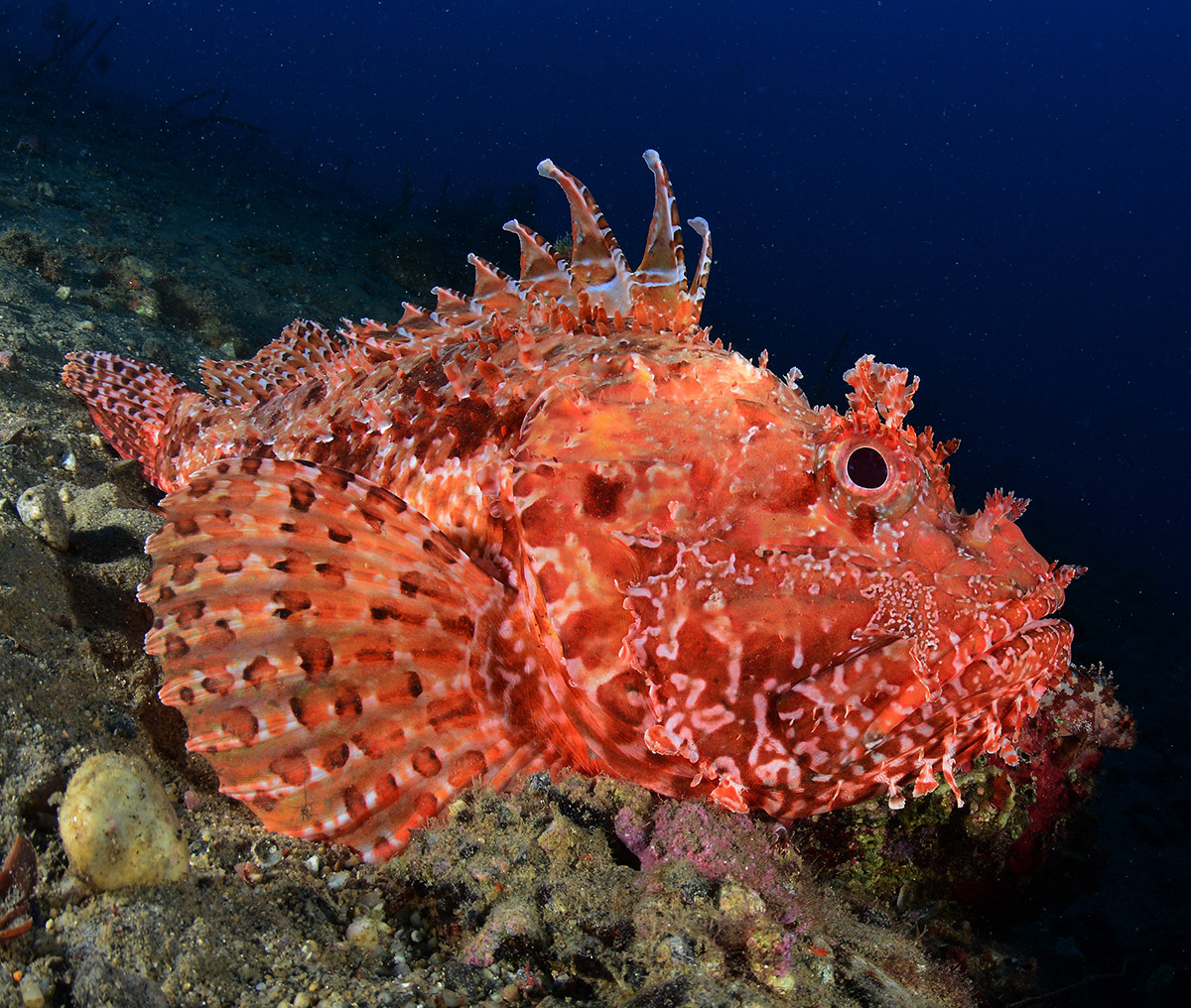 Scorfano Rosso Isole Tremiti